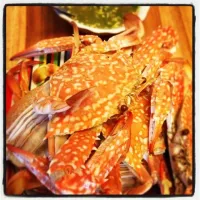 Fresh crab🌸|sさん