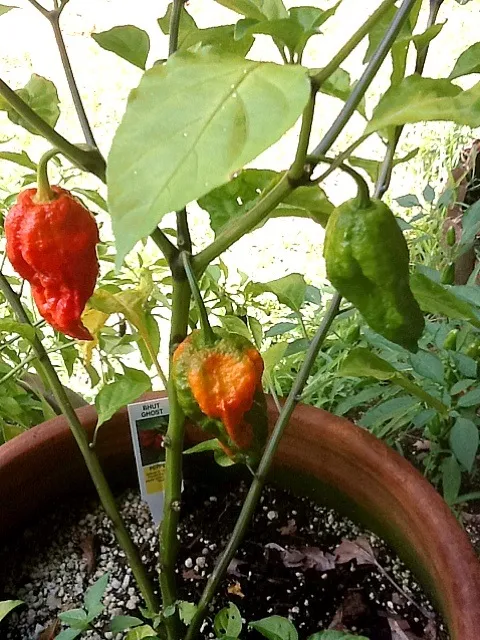 👻😱Ghost Chili😱👻From my garden☺|🙏😄さん