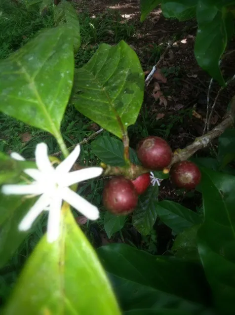 guatemalan coffee beans|M Henry Ahearnさん