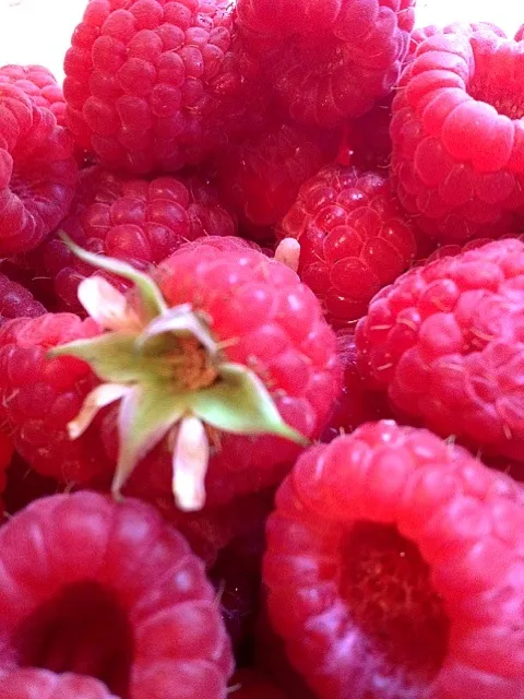 raspberries|lee ann erlbaumさん