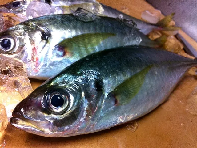 お客さん見えそうなのでラスト！鹿児島県、出水の鯵。手釣りなので身がビンビン、かつここの産地は見事な脂！|金子 雄介さん