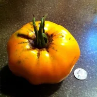 home grown yellow tomato|Reiko Lucenteさん