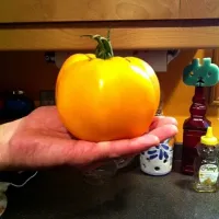 big yellow tomato|Reiko Lucenteさん