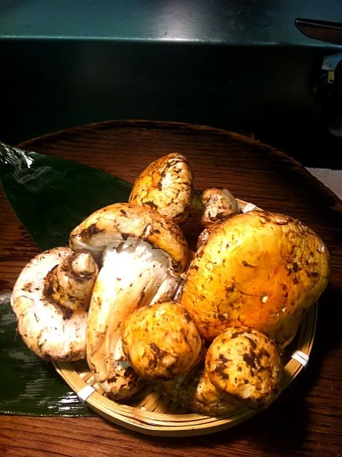 Matsutake mushroom in USA|Justin Tylerさん