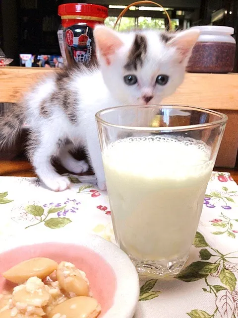 Snapdishの料理写真:メロンヨーグルトジュースと白花豆の甘麹煮|まゆさんさん