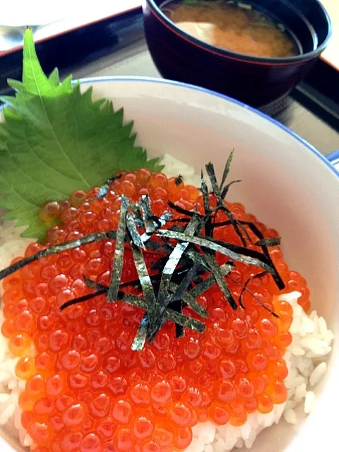 Snapdishの料理写真:イクラ丼|ron-aquaさん