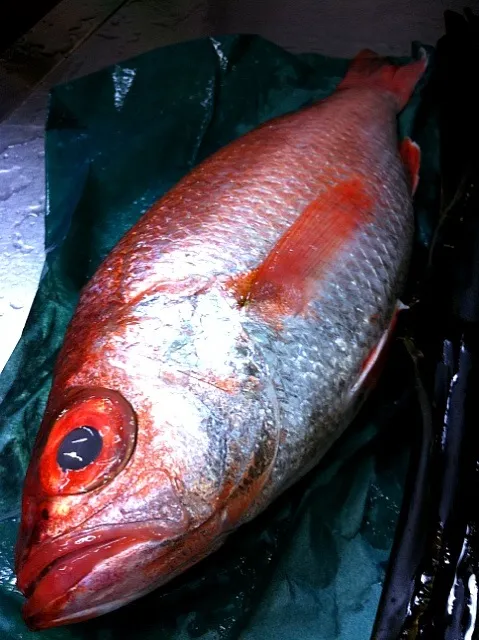 まるまるお腹が太った赤むつは、やはり炙る事で脂が出てきます。この魚は日高コンブで寝かせました。鳥取県、境港より。|金子 雄介さん