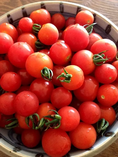 新鮮!とまと🍅|ふくさん