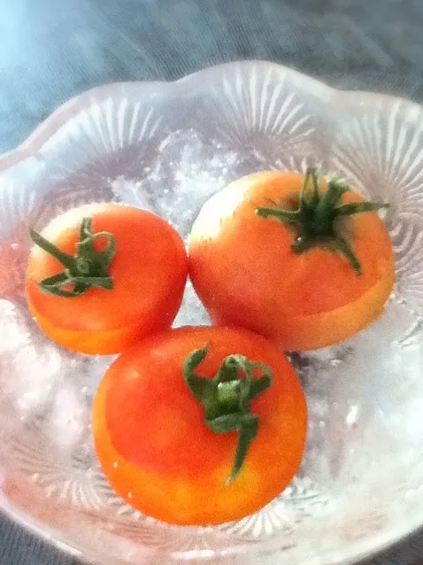 自家製トマト 🍅|岩﨑 正勝さん