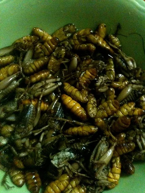 cricket จิ่งหรีดๆ ทำไรกินดีคร้าบบบบบ !!|Inpataさん