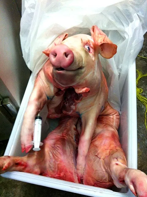 raw pig getting injected 24hrs before roast.|aaron martinさん