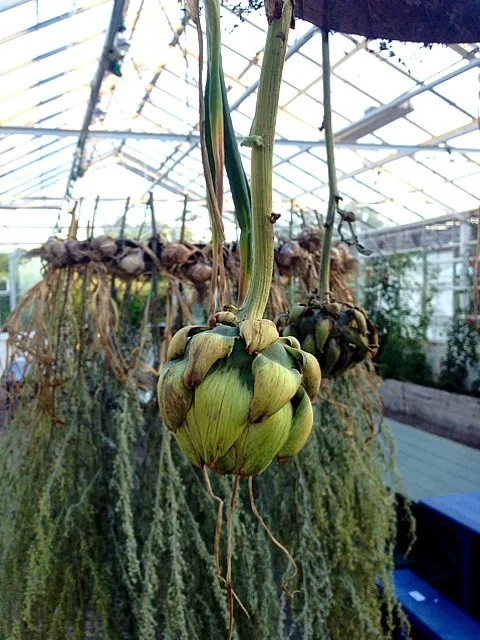 drying herbs at rosendals gard|lanchi bombalierさん