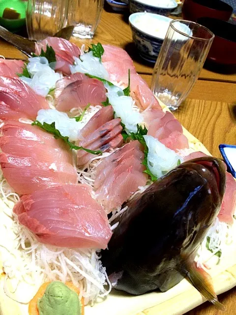 biggest sashimi of kanpachi I ever seen before|oyama nobuoさん