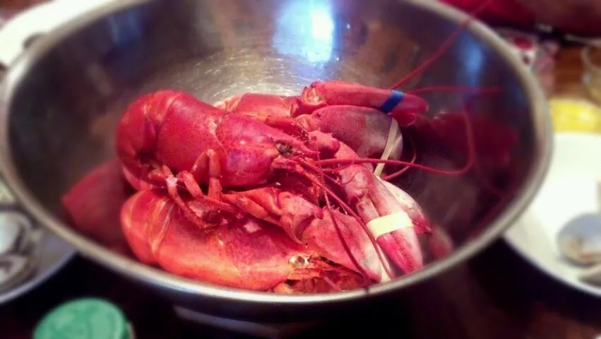 fresh boiled lobster|jeffrey cuevasさん