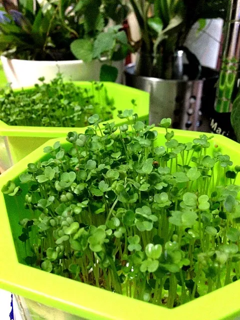 |hideyuki seraさん