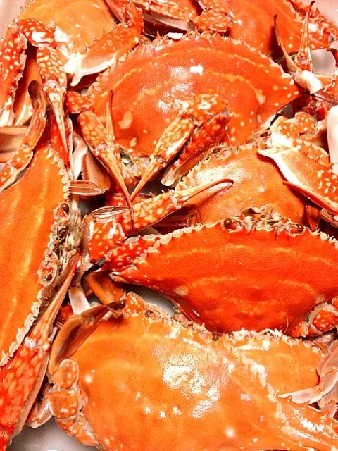 頂き物の渡り蟹食べ放題‼|tomieさん