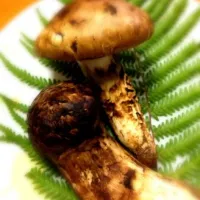 Matsutake|こまるさん