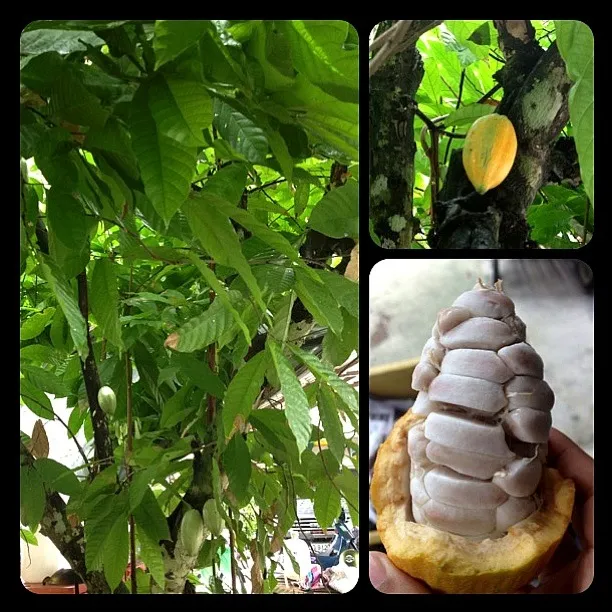 ต้นโกโก้ (Cacao tree , Theobroma cacao)|ponder.wonderさん