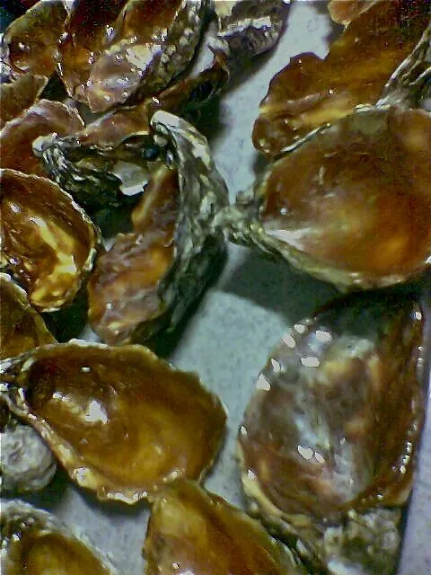 Bronze Oysters|bazziさん