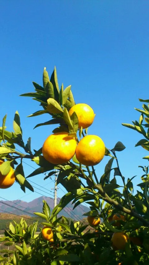 みかん狩り harvesting japanese tangerines|Funky Chefさん