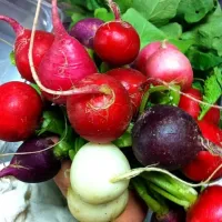 Snapdishの料理写真:Beautiful Easter egg radishes|will silbyさん