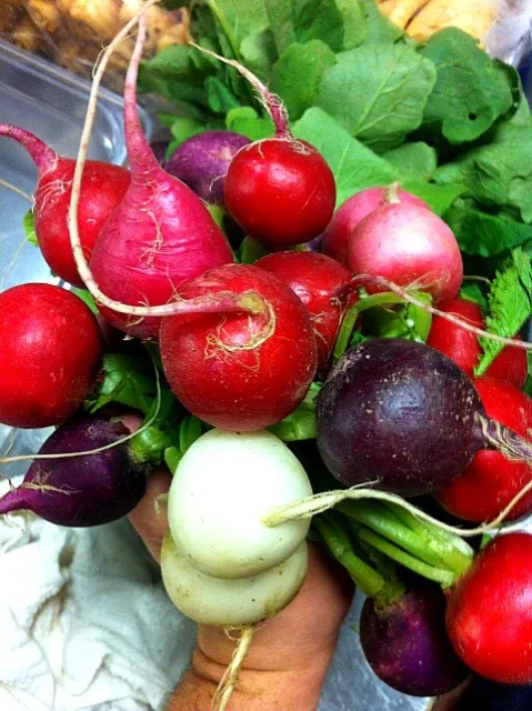 Beautiful Easter egg radishes|will silbyさん