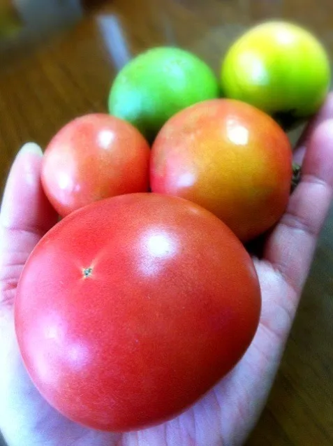 季節はずれの家のトマト🍅 採って家の中に置いてたら赤くなってきたぁ～|Babyelephant-Tさん