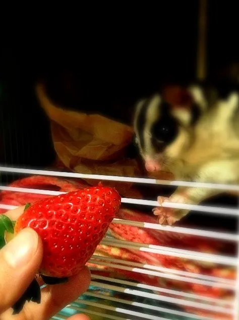 la fraise♡|Pchari🐹さん