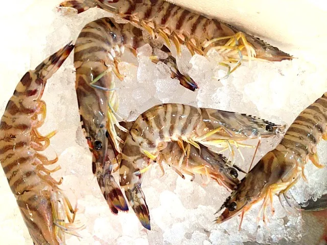 活け車海老|黒豹さん