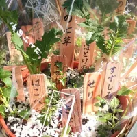 Snapdishの料理写真:seven herb of spring🌱春の七草