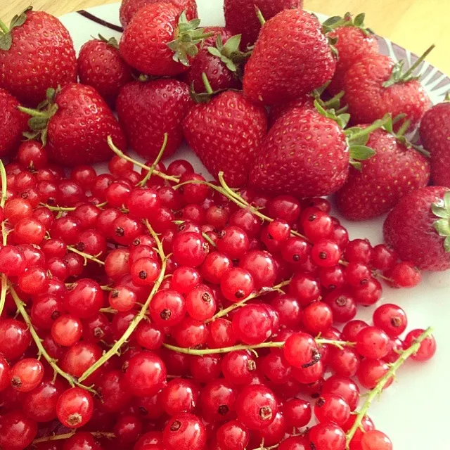 Red currants vs strawberries  🍓🍓|fadheelaさん