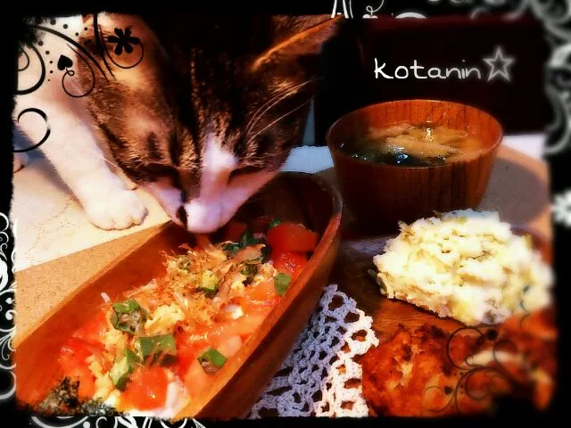 Snapdishの料理写真:今日の撮影にinソルト(飼い猫ちゃん)(^з^)-☆(笑)|コタニンさん