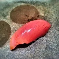 Baby tuna