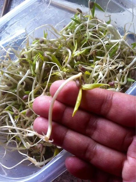 Snapdishの料理写真:Home grown green bean sprouts / 市販は豆とヒゲがカットされてます。これは自家製もやし。旨いよー♪( ´▽｀)|mamakumiさん