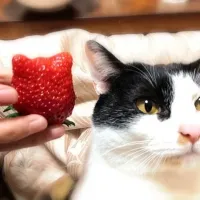 猫いちご