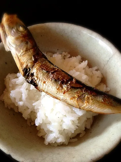 イワシ丸干し飯|炊かれたいオトコ おこん 小栁津さん