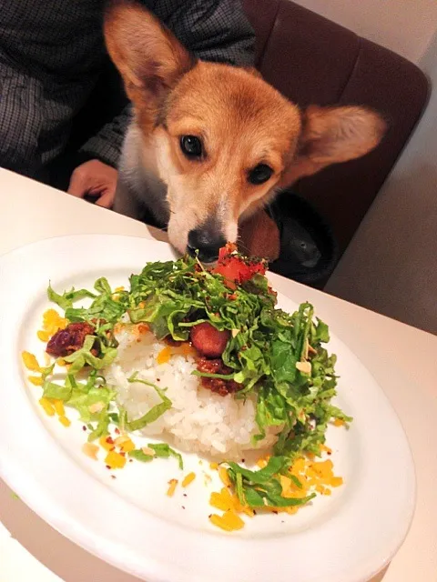 タコライスと犬‼  U・♀・U|ヒロさん