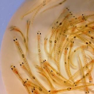 踊り食いのレシピと料理アイディア67件 Snapdish スナップディッシュ