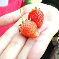 🍓🍓🍓🍓🍓🍓🍓