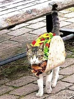 Tacos anyone? lol|Johnnyさん