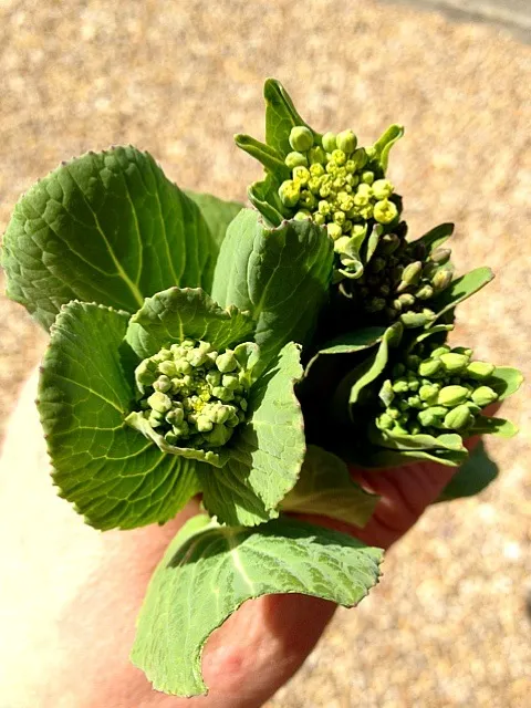 我が家産小松菜の花♡ Japanese mustard spinach blossoms (harvested in my garden)|まる(丸大豆)さん