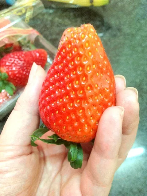 Jumbo strawberry|ptr ywnさん