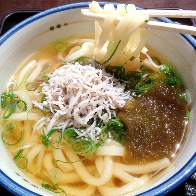 Snapdishの料理写真:春のうどん  しらすととろろ昆布|梅花権現さん