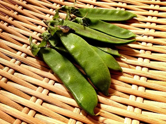 我が家産 絹さや Snow peas harvested in my garden🌱|まる(丸大豆)さん