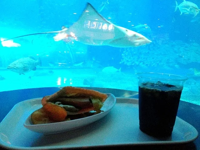 Snapdishの料理写真:三枚肉のピタサンド in 美ら海水族館|てるをさん