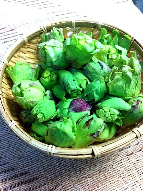 春だぁ〜ね〜ふきのとう🎵長野からの贈り物〜(๑>◡<๑)毎年、普通にふきのとう味噌作るけど〜今年は〜꒰ღ˘◡˘ற꒱🎶…。|いよこ🍻さん