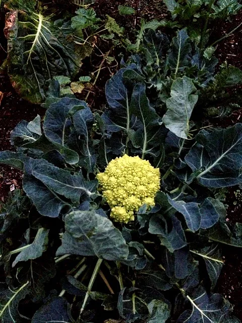 I love brassicas. :-) meet the romanesco. Beautiful!|nayo satterleeさん