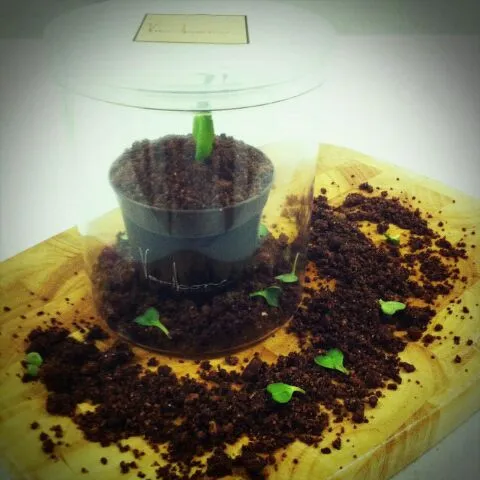 Tiramisu Plant^^|pungさん