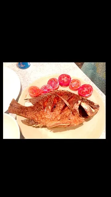 Tilapia|shaine91さん