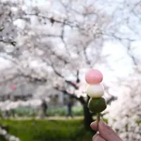 花見で三色団子|よこけんさん